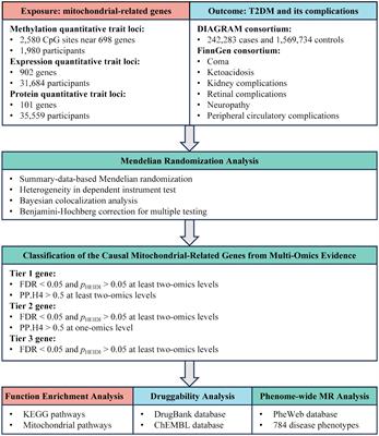 Mitochondrial dysfunction and onset of type 2 diabetes along with its complications: a multi-omics Mendelian randomization and colocalization study